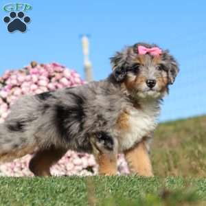 Tilly, Mini Bernedoodle Puppy